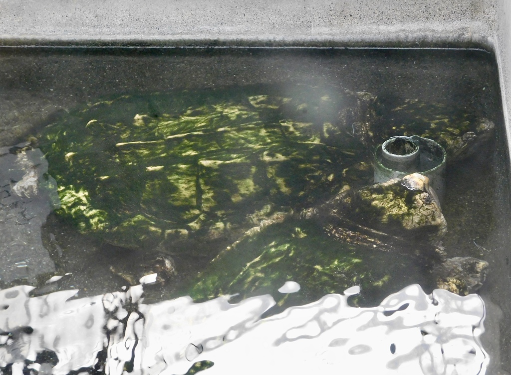 2頭のワニガメ(熱川バナナワニ園)