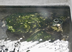 2頭のワニガメ(熱川バナナワニ園)