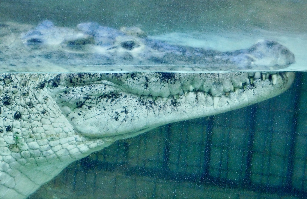 ニューギニアワニ(熱川バナナワニ園)