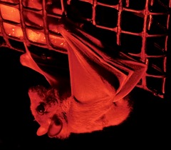 エジプトルーセットオオコウモリ(カワスイ　川崎水族館)