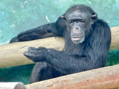 チンパンジー(天王寺動物園)