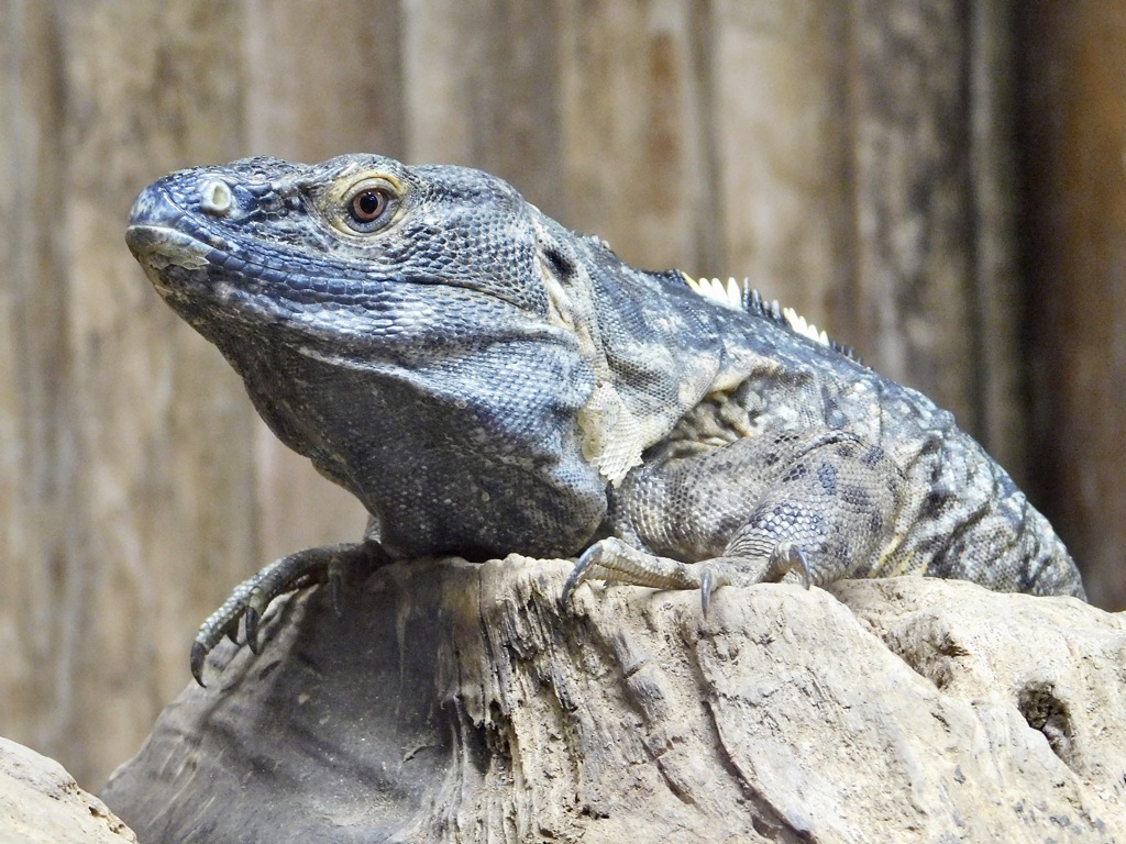 クシトゲオイグアナ(神戸どうぶつ王国)