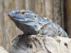 クシトゲオイグアナ(神戸どうぶつ王国)