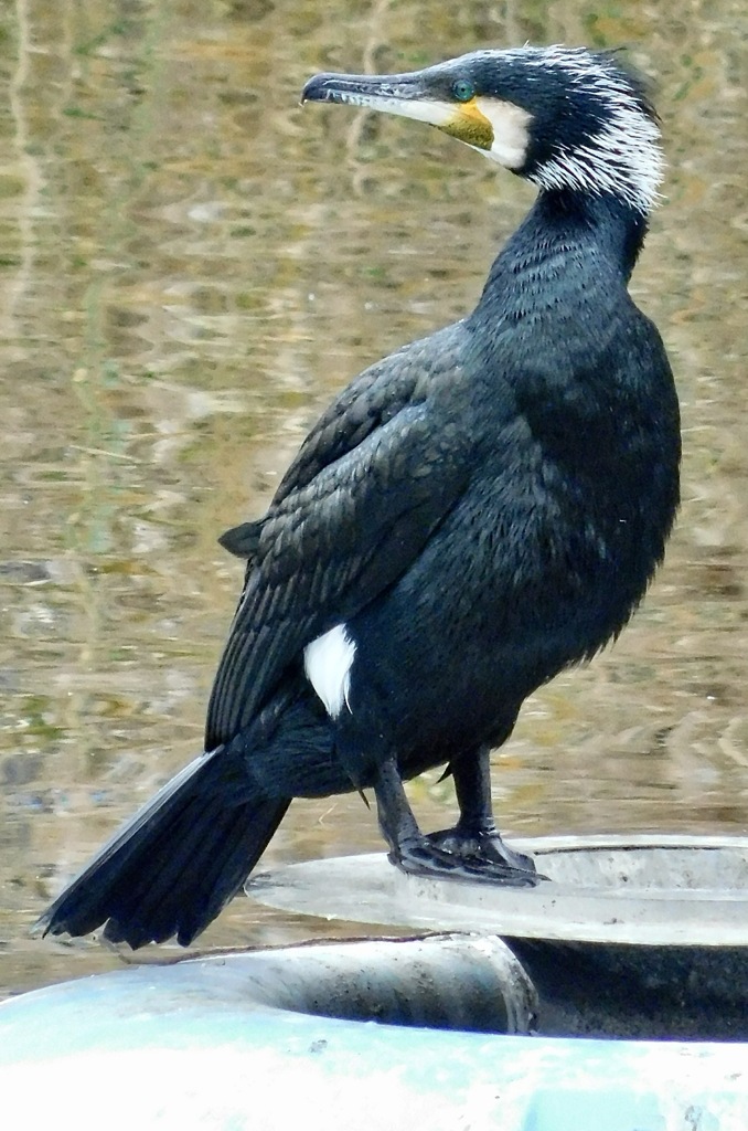 カワウ(しながわ区民公園)