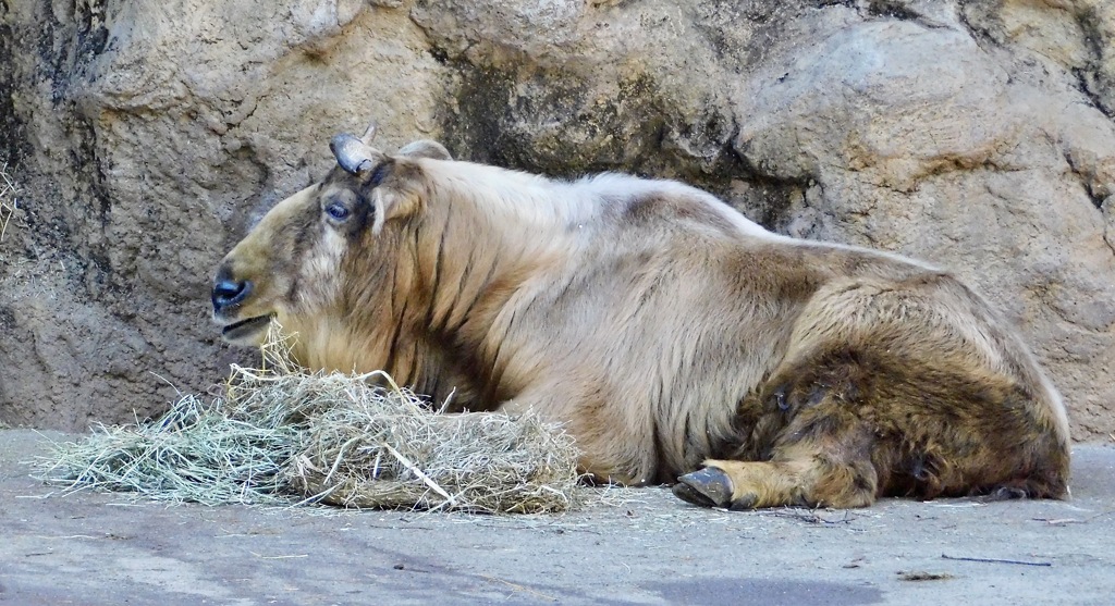 ゴールデンターキン(多摩動物公園)