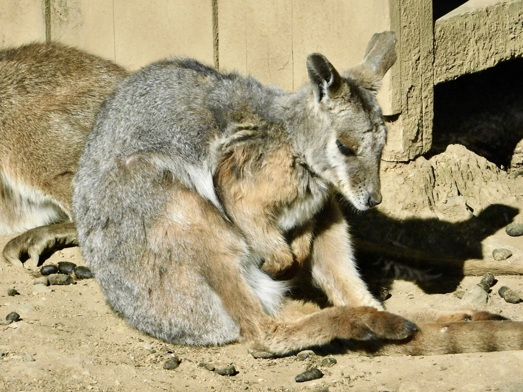 シマオイワワラビー(多摩動物公園)