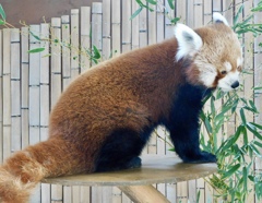 ニシレッサーパンダ(熱川バナナワニ園)