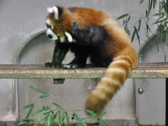 頭を掻くシセンレッサーパンダ(夢見ヶ崎動物公園)