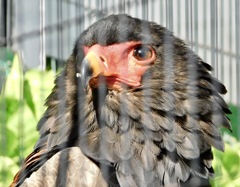 ダルマワシ(江戸川区自然動物園)