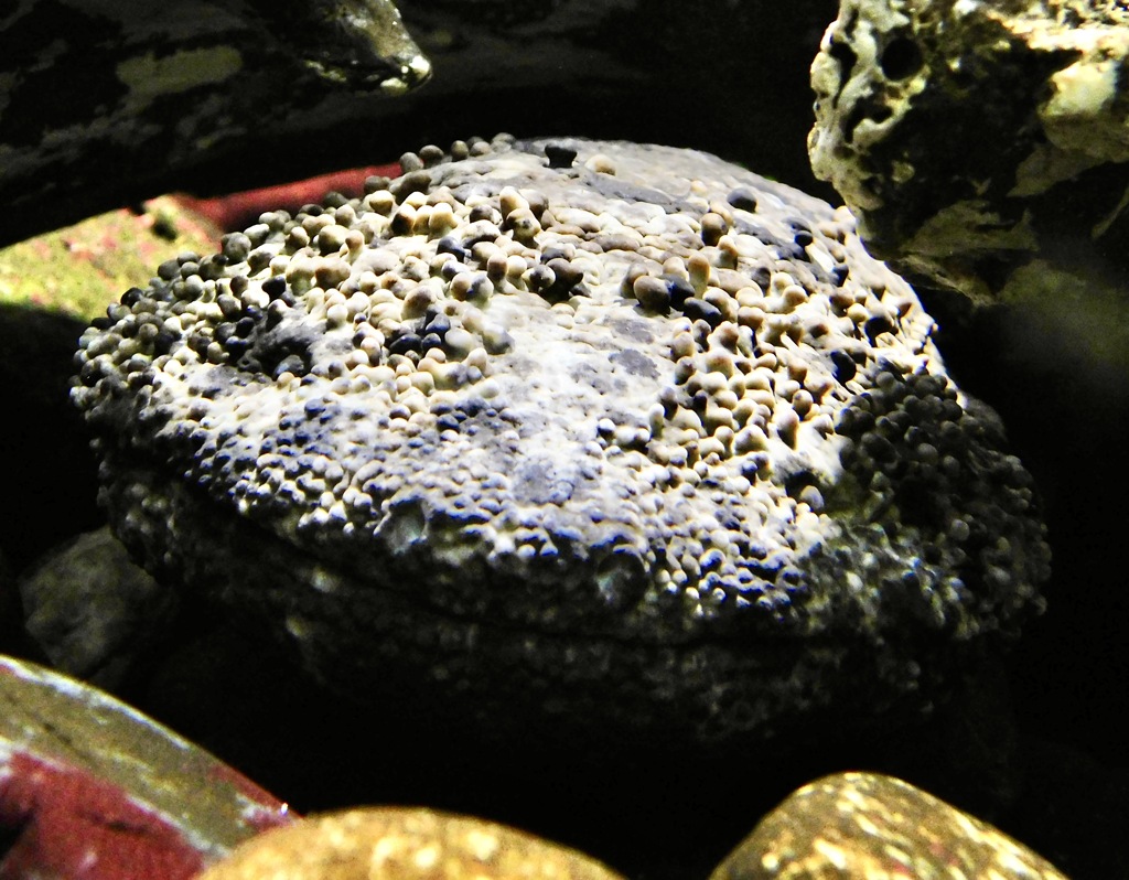 オオサンショウウオ(井の頭自然文化園)