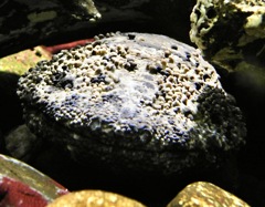 オオサンショウウオ(井の頭自然文化園)