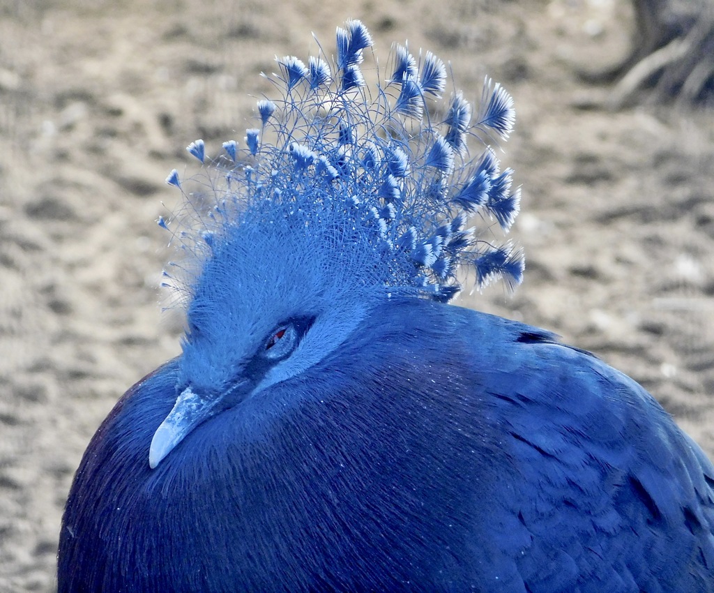 オウギバト(江戸川区自然動物園)