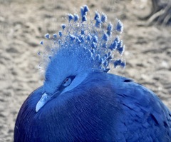 オウギバト(江戸川区自然動物園)