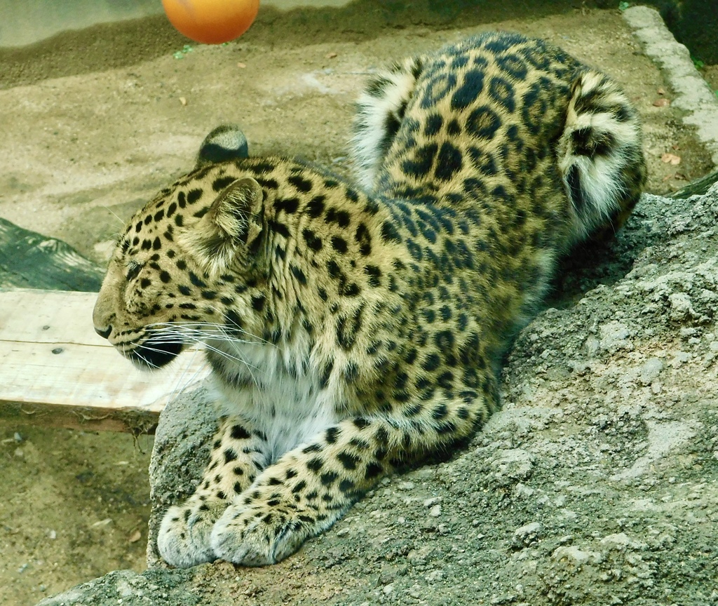 アムールヒョウ(神戸市立王子動物園)