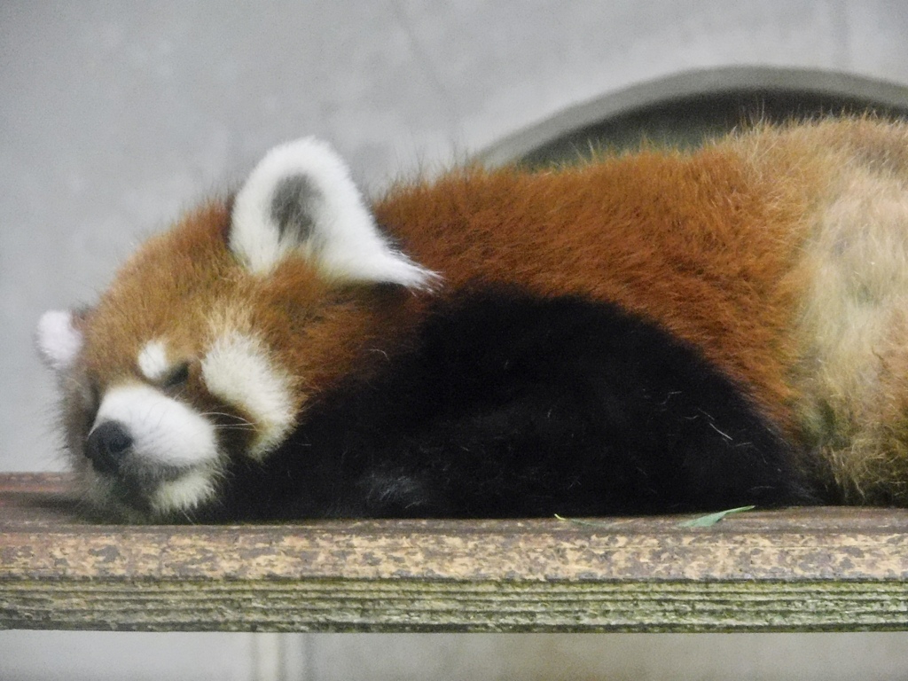 寝ているシセンレッサーパンダ(夢見ヶ崎動物公園)