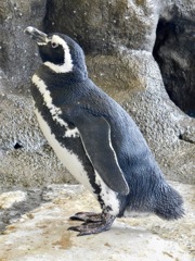 マゼランペンギン(しながわ水族館)