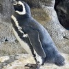 マゼランペンギン(しながわ水族館)