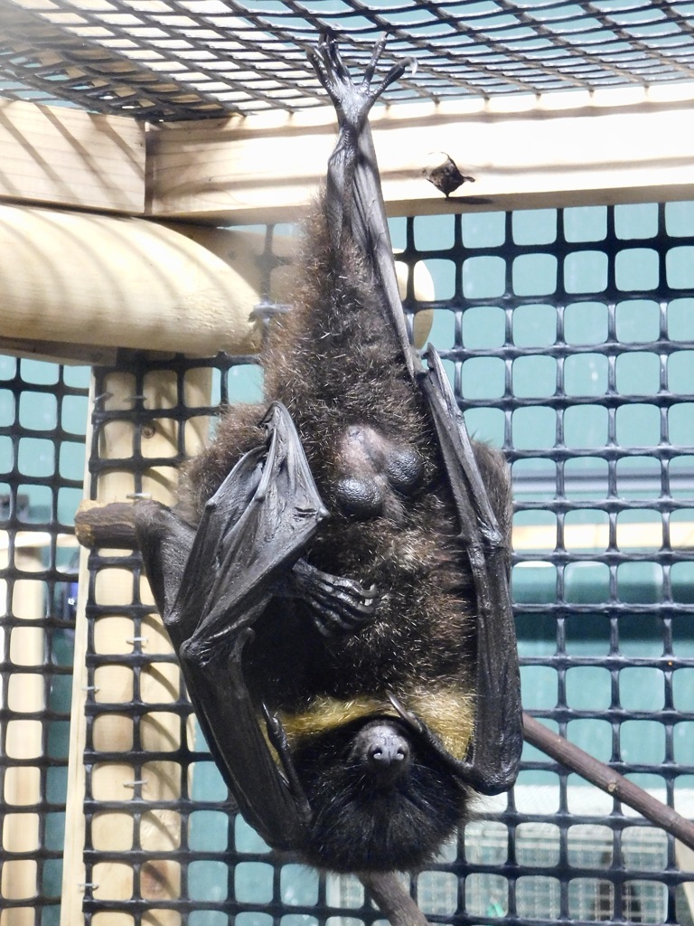 オリイオオコウモリ(井の頭自然文化園)