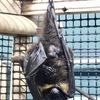 オリイオオコウモリ(井の頭自然文化園)