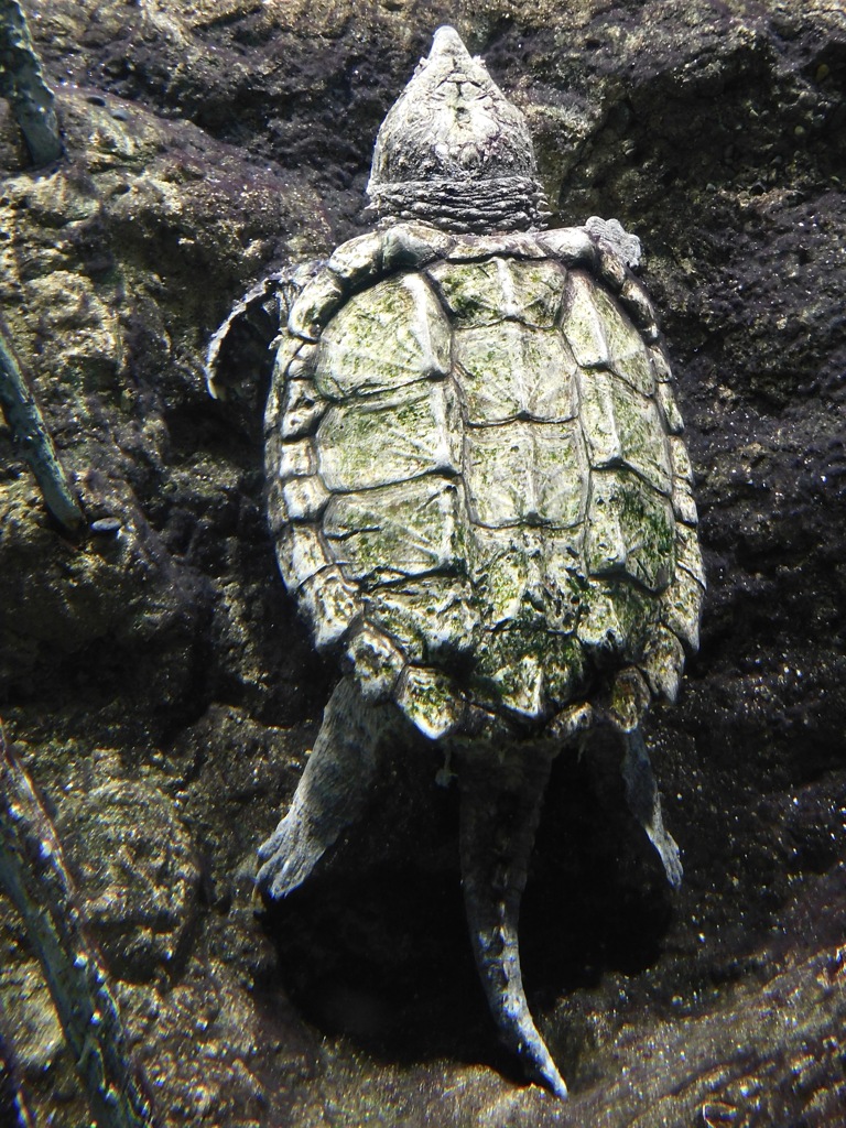 ワニガメ(天王寺動物園)