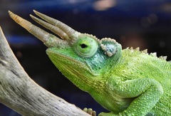 ジャクソンカメレオン(カワスイ　川崎水族館)