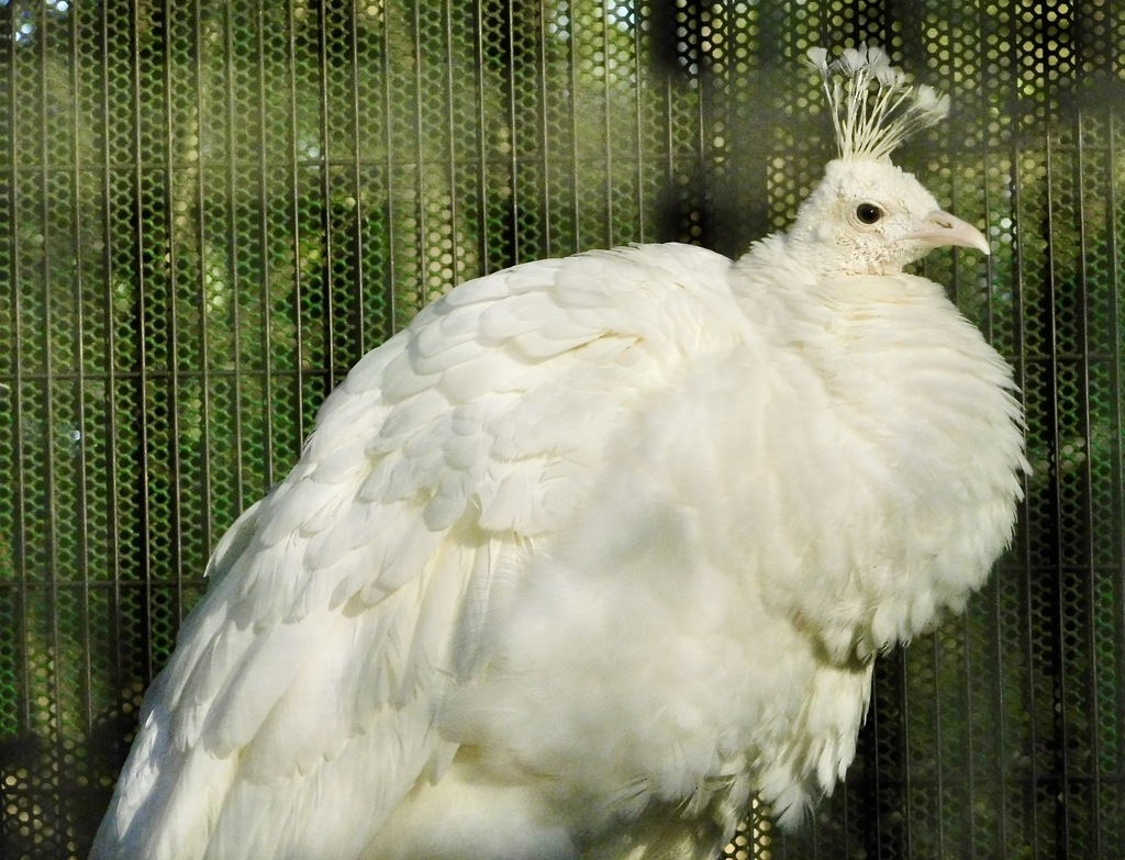 白いインドクジャク(野毛山動物園)