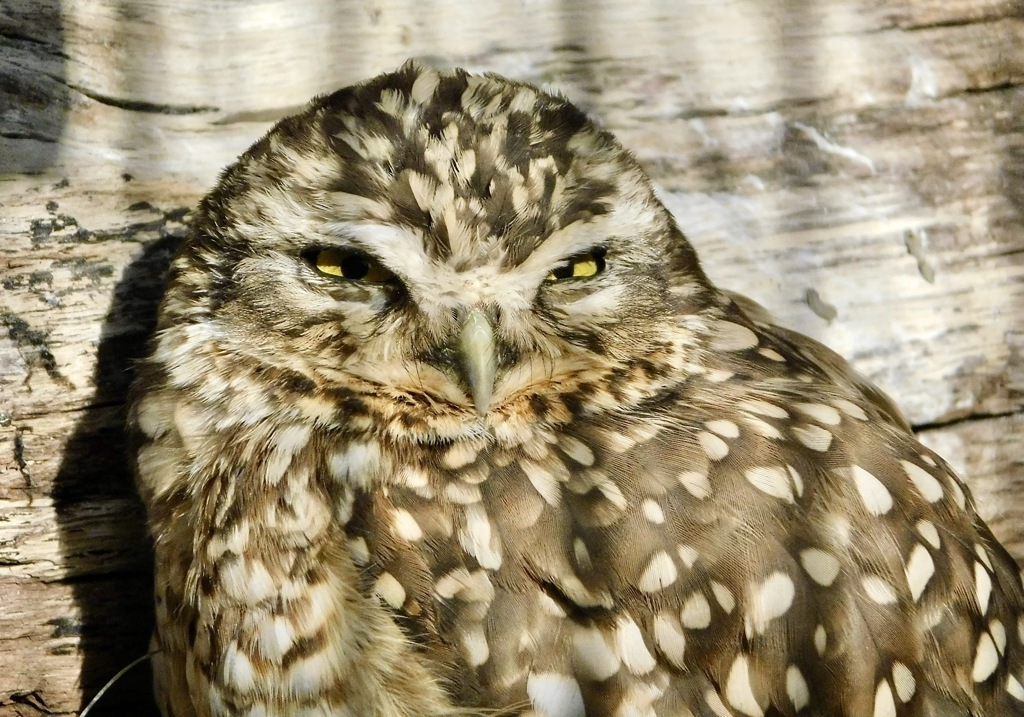 アナホリフクロウ(江戸川区自然動物園)