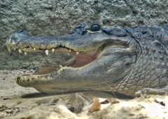 ミシシッピーワニ(天王寺動物園)