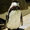 フンボルトペンギン(野毛山動物園)