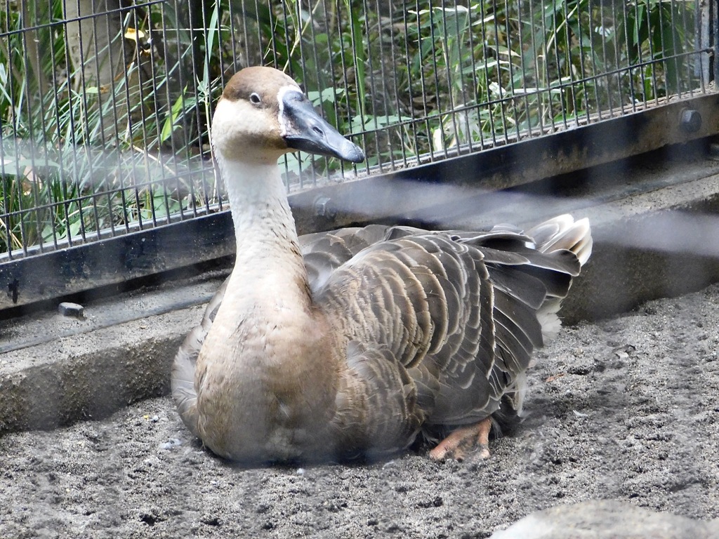 サカツラガン(井の頭自然文化園)