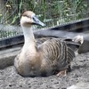 サカツラガン(井の頭自然文化園)