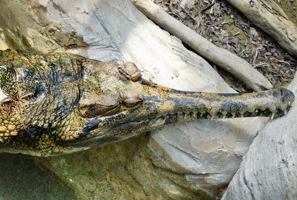 マレーガビアル(上野動物園)