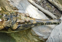 マレーガビアル(上野動物園)