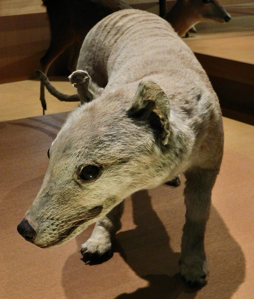 フクロオオカミの剥製(国立科学博物館)