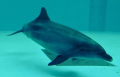 バンドウイルカ(しながわ水族館)