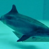 バンドウイルカ(しながわ水族館)