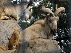 マーコール(夢見ヶ崎動物公園)