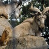 マーコール(夢見ヶ崎動物公園)