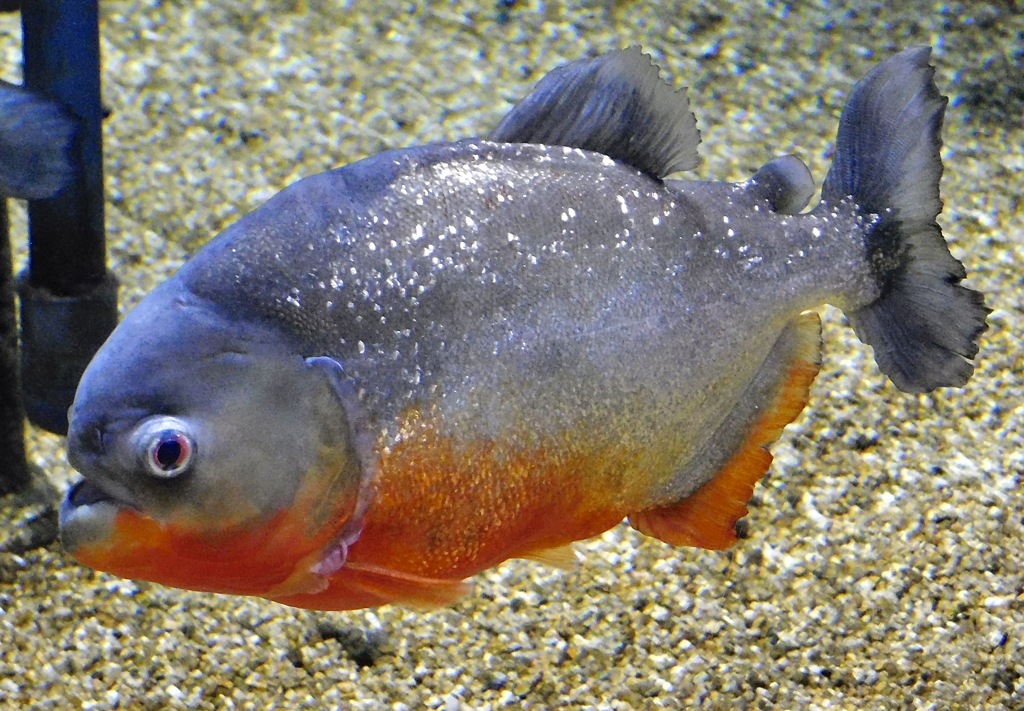 ピラニア・ナッテリー(カワスイ　川崎水族館)