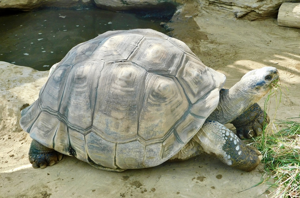 草を食べるガラパゴスゾウガメ(上野動物園)