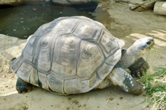 草を食べるガラパゴスゾウガメ(上野動物園)