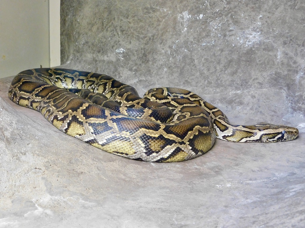 ビルマニシキヘビ(上野動物園)