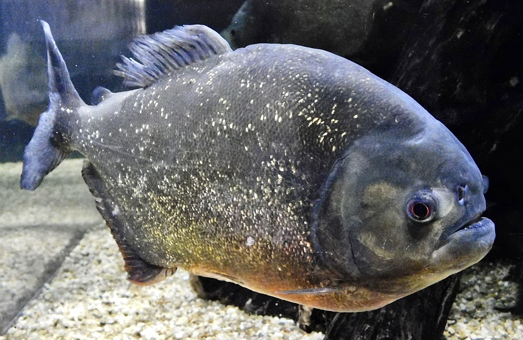 ピラニア・ナッテリー(カワスイ　川崎水族館)