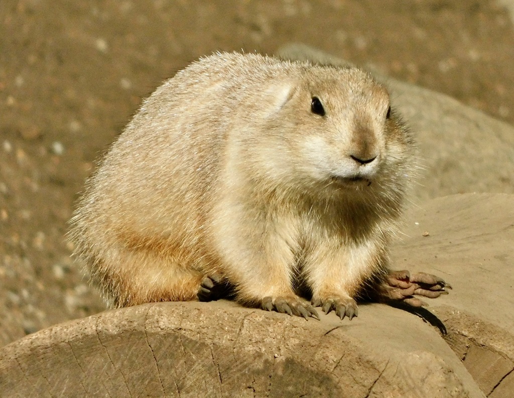 オグロプレーリードッグ(江戸川区自然動物園)