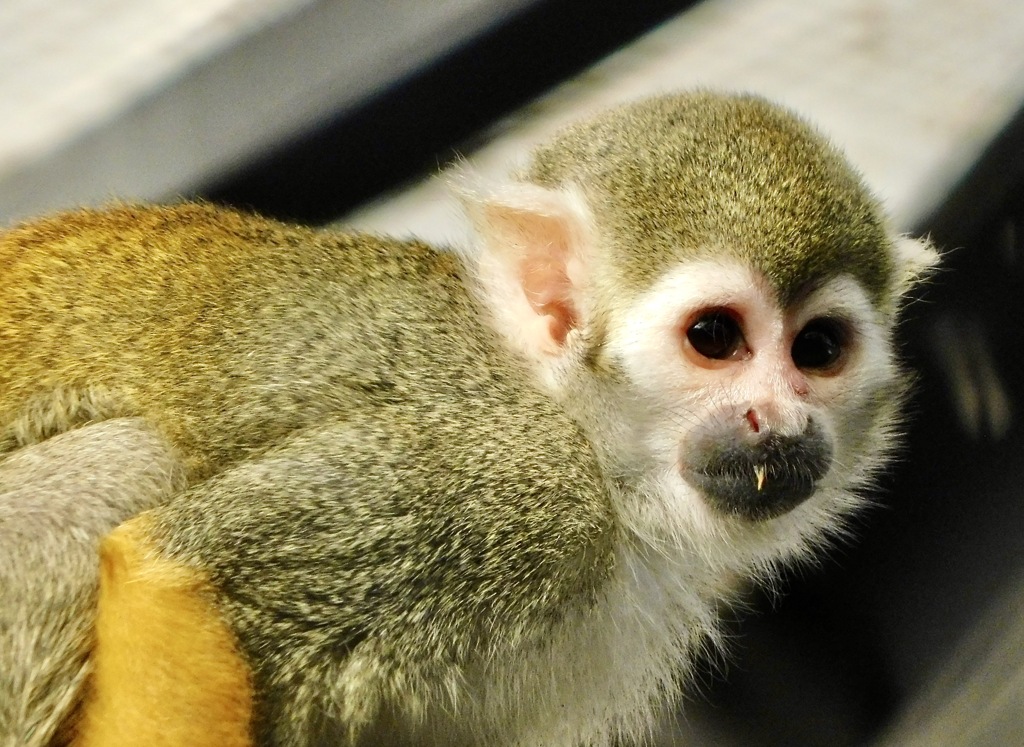 コモンリスザル(江戸川区自然動物園)