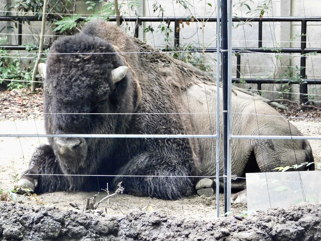 アメリカバイソン(上野動物園)