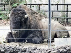 アメリカバイソン(上野動物園)