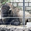 アメリカバイソン(上野動物園)