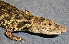 クチヒロカイマンの剥製(国立科学博物館)