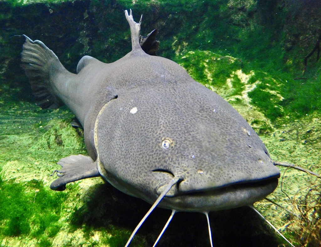 ジャウー(足立区生物園)